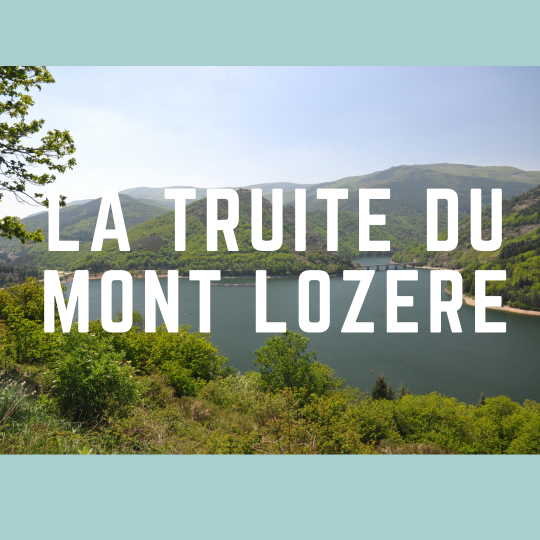 Truite du Mont Lozère